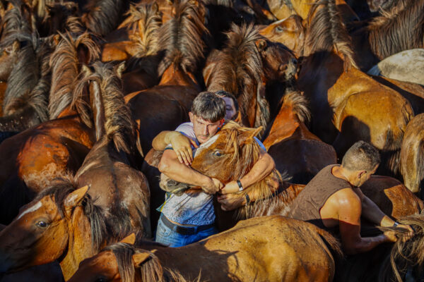 Um homem agarra um cavalo na Rapa das Bestas em Sabucedo, Galiza Espanha